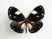 Euploea radamanthus
