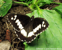 Brintesia circe - Great Banded Grayling