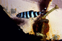 Naucrates ductor, Pilotfish: fisheries, gamefish, aquarium