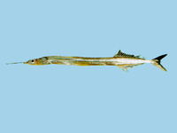 Euleptorhamphus viridis, Ribbon halfbeak: fisheries