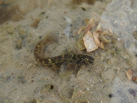 Omobranchus punctatus, Muzzled blenny: