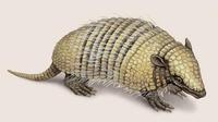 Image of: Euphractus sexcinctus (six-banded armadillo)