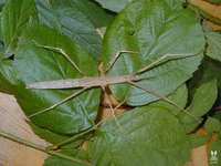 Medaura jobrensis