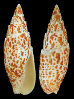 Mitra papalis