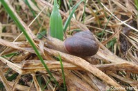 Fruticicola fruticum