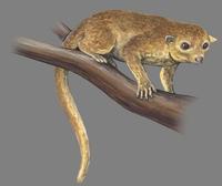 Image of: Potos flavus (kinkajou)