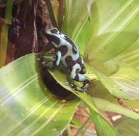 Image of: Dendrobates auratus (green and black poison dart frog)