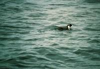 Synthliboramphus antiquus - Ancient Murrelet