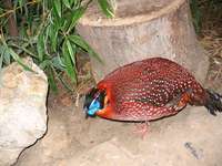 Tragopan temminckii - Temminck's Tragopan