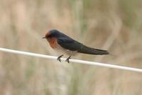 Hirundo neoxena - Welcome Swallow