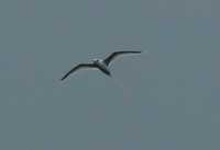 Phaethon lepturus - White-tailed Tropicbird