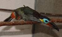 Selenidera culik - Guianan Toucanet