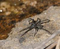 Image of: Dolomedes