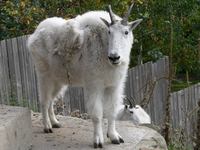 Oreamnos americanus - Rocky Mountain Goat