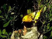 Image of: Dendroica petechia (yellow warbler)