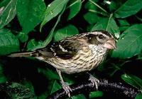 Image of: Pheucticus ludovicianus (rose-breasted grosbeak)