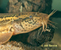 Misgurnus fossilis - Mud Loach