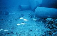 Parupeneus pleurostigma - Blackspot Goatfish