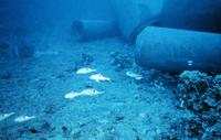 Parupeneus pleurostigma - Blackspot Goatfish