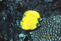 Chaetodon semilarvatus - Bluecheek Butterflyfish