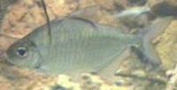 Image of: Acnodon normani