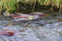 Image of: Salmonidae (salmons, salmonids, and trouts)