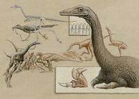 Mononykus