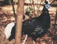 Crested Fireback - Lophura ignita