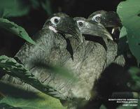 Bushy-crested Hornbill - Anorrhinus galeritus