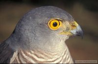 African Goshawk - Accipiter tachiro