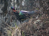 Chinese Monal - Lophophorus lhuysii