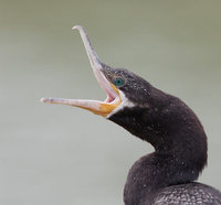 Neotropic Cormorant (Phalacrocorax brasilianus) photo