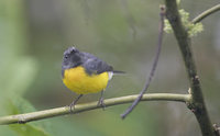 Slate-throated Whitestart (Myioborus miniatus) photo