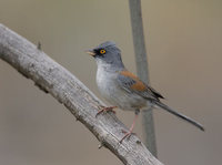 Yellow-eyed Junco (Junco phaeonotus) photo