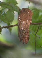 Rufous Potoo (Nyctibius bracteatus) photo