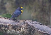 Orange-bellied Euphonia (Euphonia xanthogaster) photo