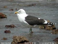 Kelp Gull - Larus dominicanus