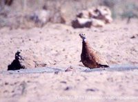 Burchell's Sandgrouse - Pterocles burchelli