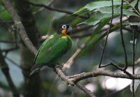 Orange-cheeked Parrot - Pionopsitta barrabandi