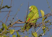 Blue-fronted Parrot - Amazona aestiva