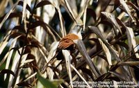 Raffles' Malkoha - Phaenicophaeus chlorophaeus