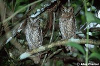 Tropical Screech-Owl - Megascops choliba