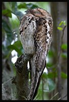 Common Potoo - Nyctibius griseus