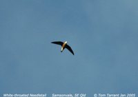 White-throated Needletail - Hirundapus caudacutus