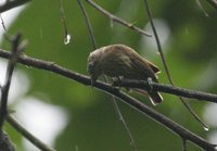 Olivaceous Piculet - Picumnus olivaceus