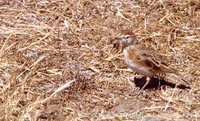 Red-capped Lark - Calandrella cinerea