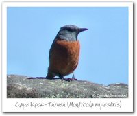 Cape Rock-Thrush - Monticola rupestris