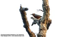 Chestnut-bellied Nuthatch - Sitta castanea