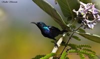 Purple Sunbird - Cinnyris asiaticus