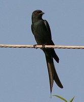 Ashy Drongo - Dicrurus leucophaeus